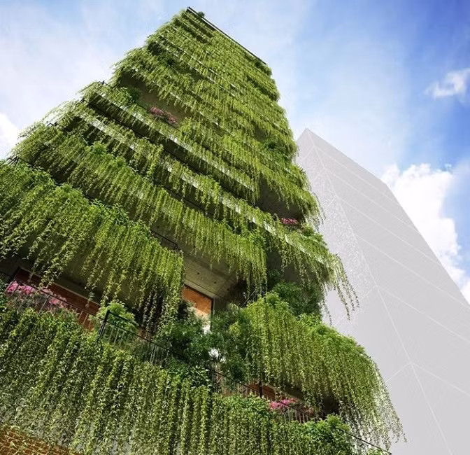 Cúc tần Ấn Độ là cây dây leo rủ mềm mại, tán lá nhỏ, xanh mướt quanh năm. Nếu trồng ở những vị trí trên cao như ban công hay sân thượng, cúc tần phát triển thành từng chùm dây dài rủ xuống tạo lớp rèm che nắng cho ngôi nhà. Ảnh: ThegioicaycanhSaiGon