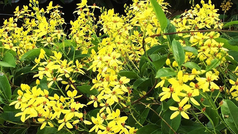 Mai hoàng yến là loại cây leo giàn xanh quanh năm cho hoa vàng rực rỡ. Ảnh: Internet