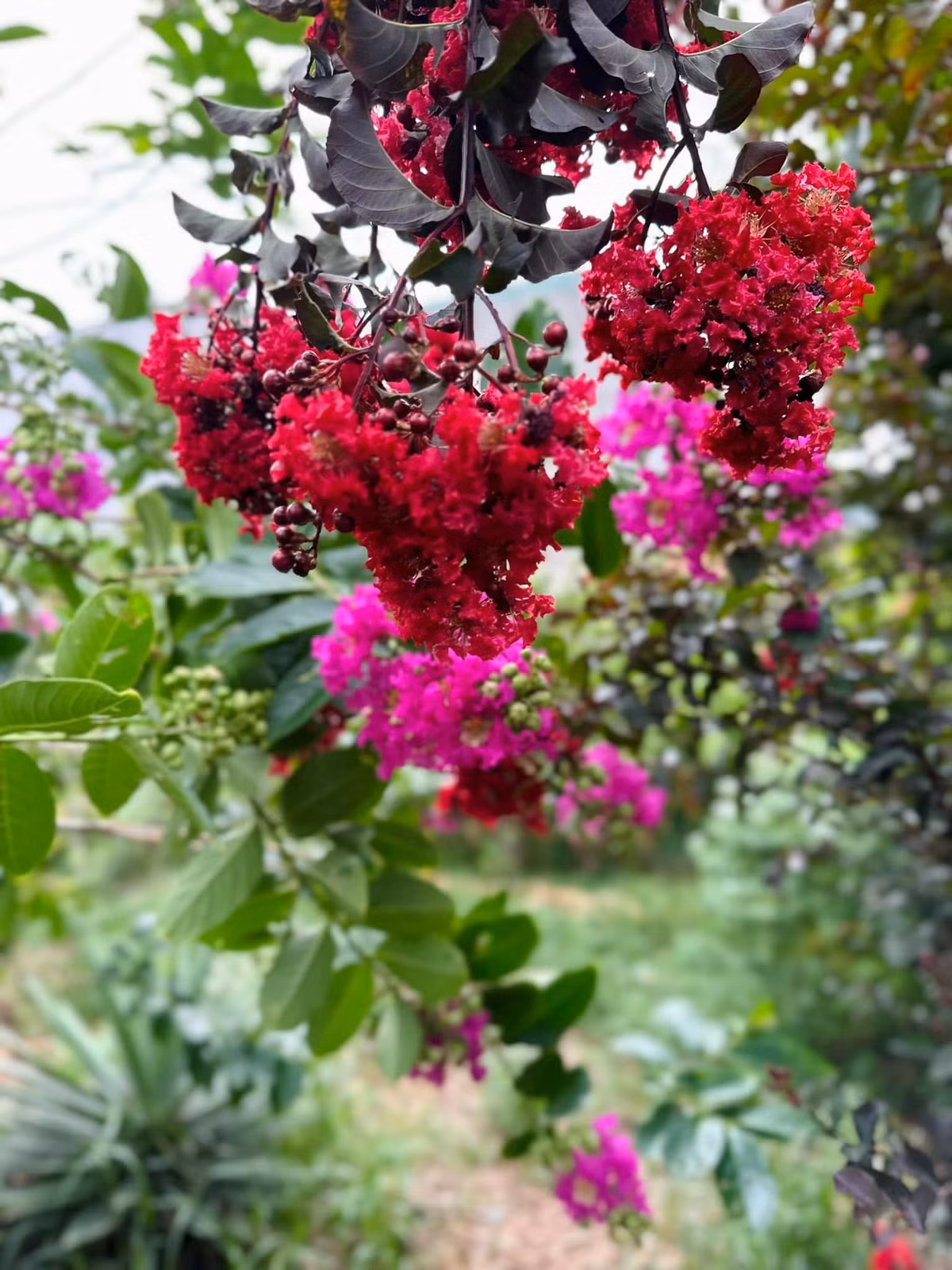 Bằng lăng và tường vy đua nhau nở bung biến khu vườn thành chốn thần tiên. Ảnh: FB Hoàng Thị Mỹ Lệ