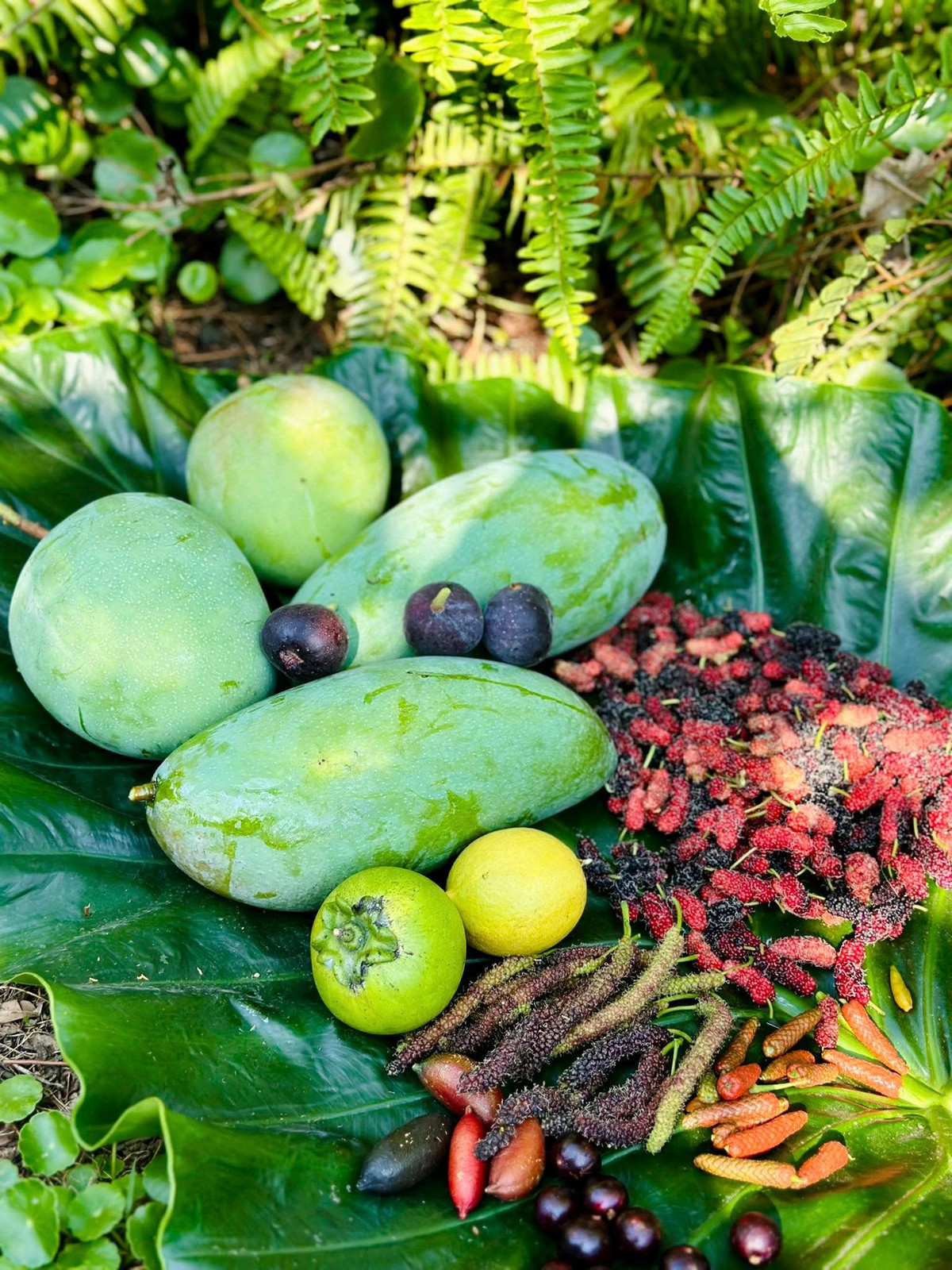 Thành quả thu hoạch trong khu vườn của Mỹ Lệ đầy đủ các loại quả như xoài, sơ ri, dâu tằm...Ảnh: FB Hoàng Thị Mỹ Lệ