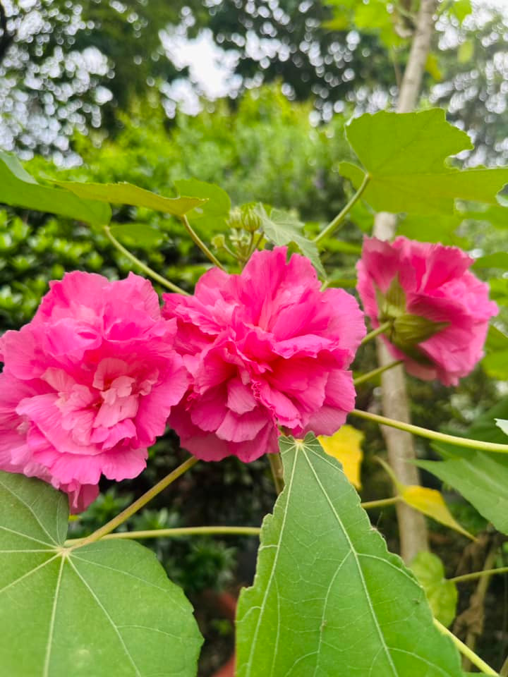 Ngoài cây ăn trái, khu vườn còn có rất nhiều loài hoa rực rỡ. Ảnh: FB Hoàng Thị Mỹ Lệ