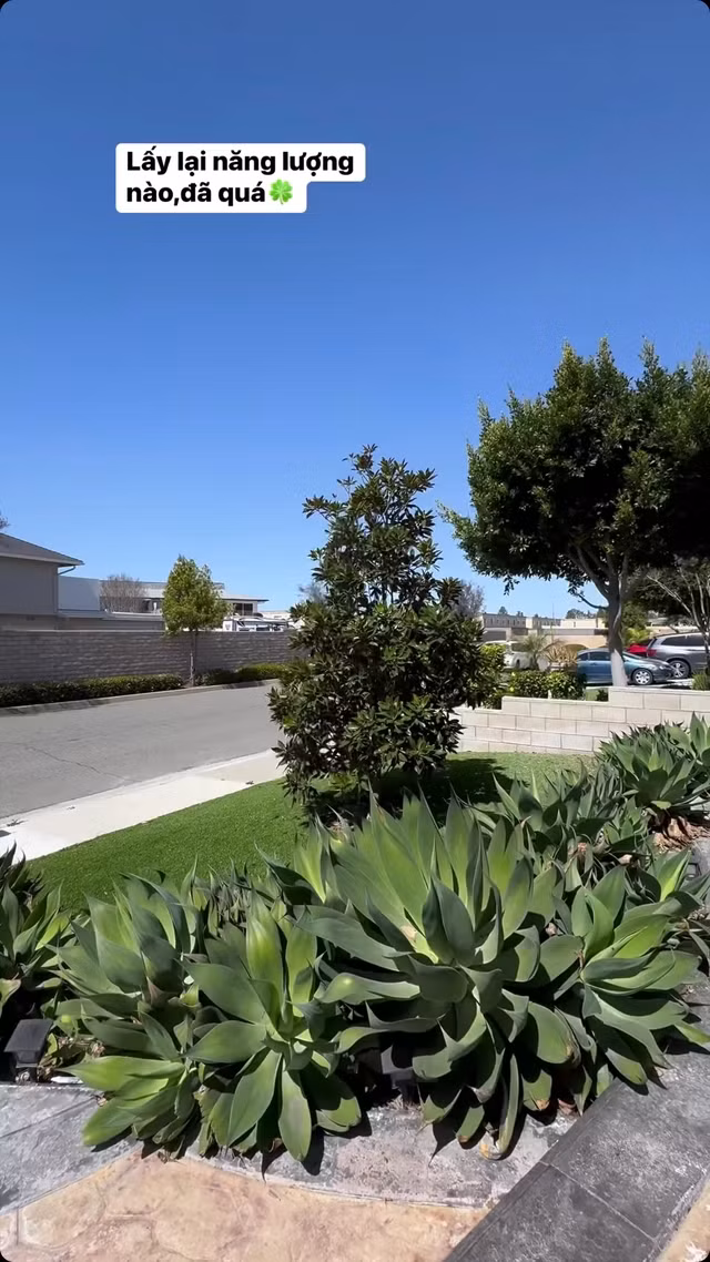 Nữ ca sĩ trồng cây và cắt tỉa đẹp mắt tạo không gian xanh cho ngôi nhà. Ảnh: FBNV