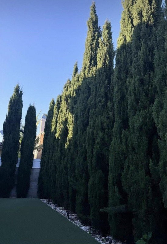 Khoảng sân rộng với thảm cỏ xanh mướt và hàng cây cao lớn. Ảnh: FBNV