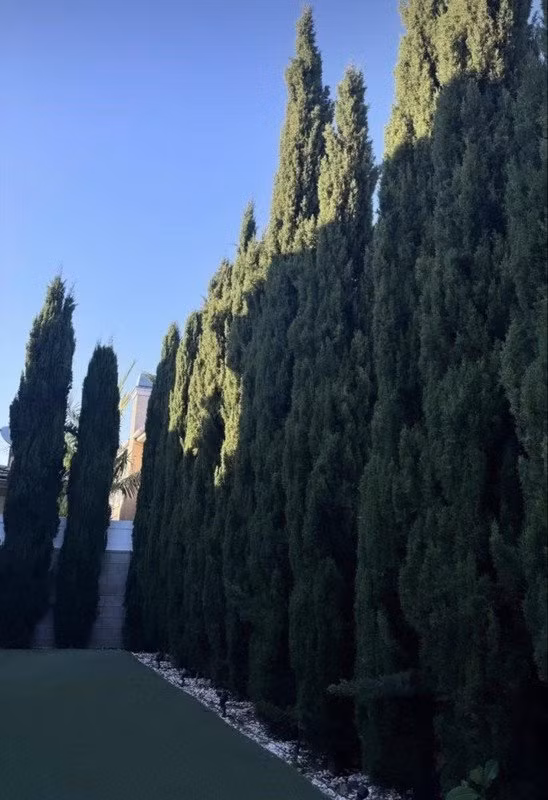 Khoảng sân rộng với thảm cỏ xanh mướt và hàng cây cao lớn. Ảnh: FBNV