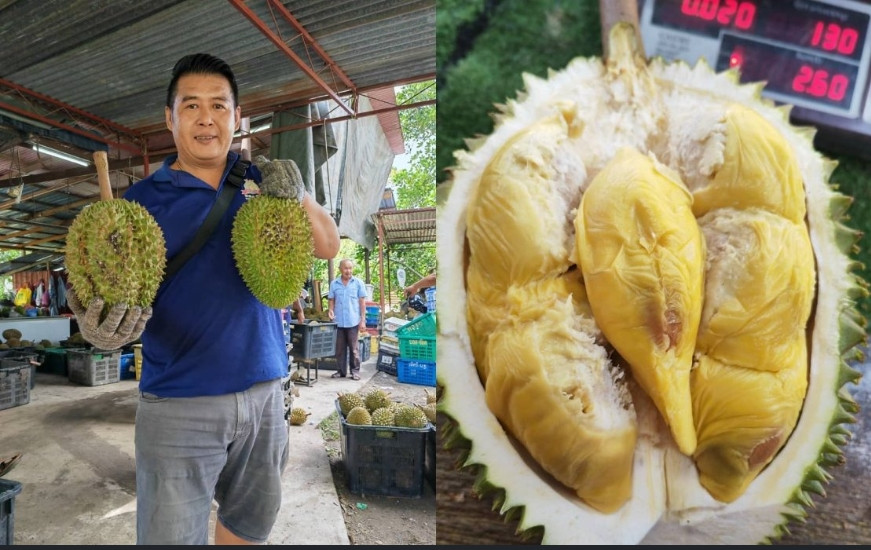 Được biết đến với cái tên "Vua Tupai", giống sầu riêng cao cấp này thuộc "Vua của các loại trái cây" nhanh chóng giành được biệt danh "quý tộc của sầu riêng" nhờ hương vị đặc biệt, mùi thơm nồng nàn và mức giá đắt đỏ. Ảnh: Bernama