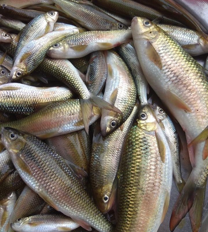 Ban ngày, cá mát nhanh nhẹn, khôn khéo, khó bắt nên người dân thường đi bắt vào ban đêm bằng súng săn cá. Ảnh: Người lao động