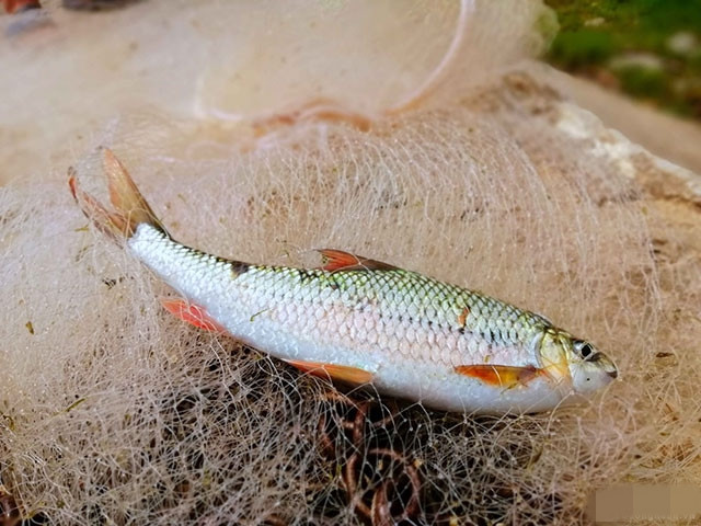 Tuy nhiên, người dân chỉ được đánh bắt khi chính quyền địa phương cho phép, vì cá mát ngày càng khan hiếm, có nguy cơ tuyệt chủng. Ảnh: Báo Nghệ An