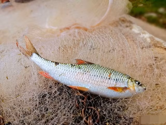 Tuy nhiên, người dân chỉ được đánh bắt khi chính quyền địa phương cho phép, vì cá mát ngày càng khan hiếm, có nguy cơ tuyệt chủng. Ảnh: Báo Nghệ An