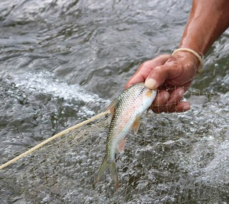 Bên cạnh đó, người dân vùng cao còn đánh bắt cá mát bằng quăng chài. Ảnh: Internet