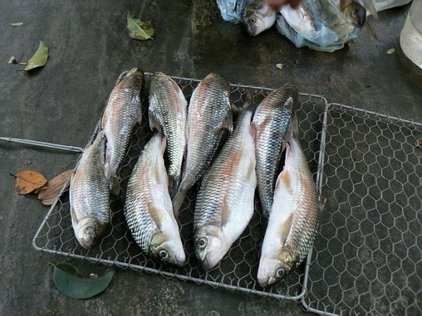 Những người từng thưởng thức cá mát cho biết, thịt cá trắng, không tanh, ít xương, mỡ béo, lành và chứa nhiều dưỡng chất. Ảnh: Internet