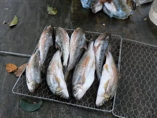 Những người từng thưởng thức cá mát cho biết, thịt cá trắng, không tanh, ít xương, mỡ béo, lành và chứa nhiều dưỡng chất. Ảnh: Internet