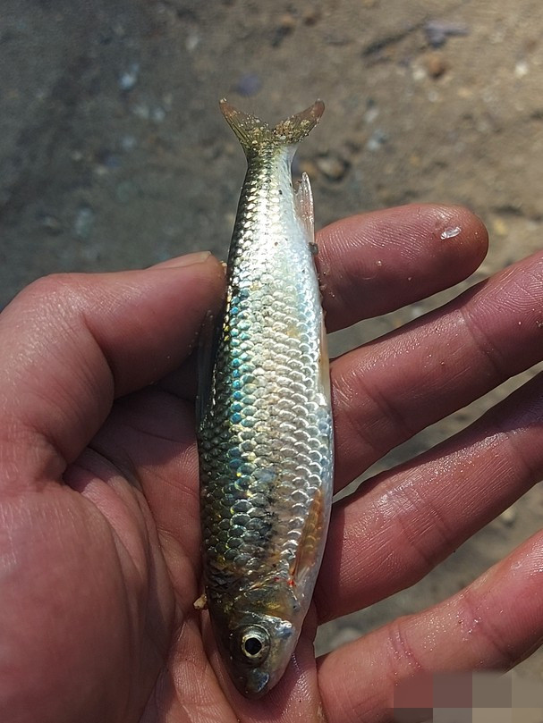 Cá mát lớn kích thước chỉ bằng hai 3 ngón tay người lớn, con to nhất cũng chỉ nặng 500 - 800 gram. Ảnh: Dân Việt