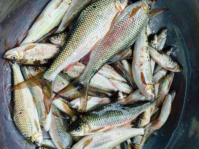  Cá mát là loài cá đặc sản nổi tiếng ở Nghệ An. Cá mát sống từng đàn trong các khe hốc đá nơi nước chảy xiết, nền sỏi cát sạch. Ảnh: Dân Việt