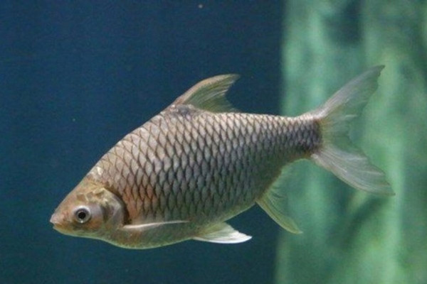 Nhờ đó, sản lượng cá mè vinh ổn định, đủ đáp ứng nhu cầu thị trường trong và ngoài khu vực. Ảnh: Aquaculture