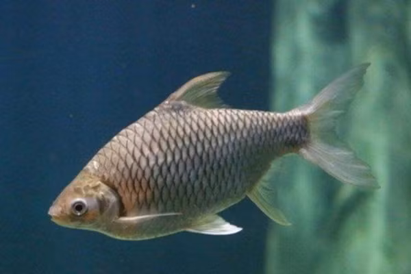 Nhờ đó, sản lượng cá mè vinh ổn định, đủ đáp ứng nhu cầu thị trường trong và ngoài khu vực. Ảnh: Aquaculture