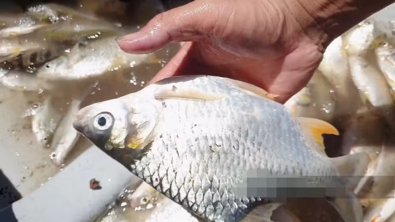 Có thời điểm, cá mè vinh ở Việt Nam đứng trước nguy cơ biến mất do bị đánh bắt quá mức, khiến giá của chúng tăng vọt nhưng vẫn khó tìm mua. Ảnh: Dân Việt