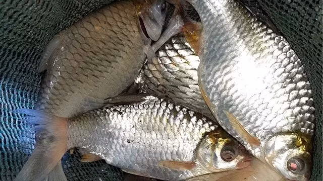 Cá mè vinh có vẻ ngoài không quá nổi bật, lớp vảy bạc xếp đều, lưng hơi nhô cao và phần thân khá rộng. Ảnh: Thủy sản Tấn Dũng