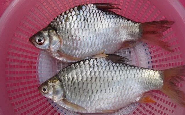  Cá mè vinh thuộc họ cá chép và là một trong những loài cá được nuôi nhiều tại khu vực Đông Nam Á. Ở Việt Nam, cá mè vinh thường sống ở môi trường nước ngọt như sông, kênh, rạch và ao hồ của Đồng bằng sông Cửu Long, đặc biệt ở Tiền Giang và Cần Thơ. Ảnh: Trại cá Tấn Dũng