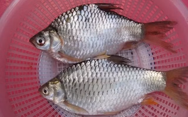  Cá mè vinh thuộc họ cá chép và là một trong những loài cá được nuôi nhiều tại khu vực Đông Nam Á. Ở Việt Nam, cá mè vinh thường sống ở môi trường nước ngọt như sông, kênh, rạch và ao hồ của Đồng bằng sông Cửu Long, đặc biệt ở Tiền Giang và Cần Thơ. Ảnh: Trại cá Tấn Dũng