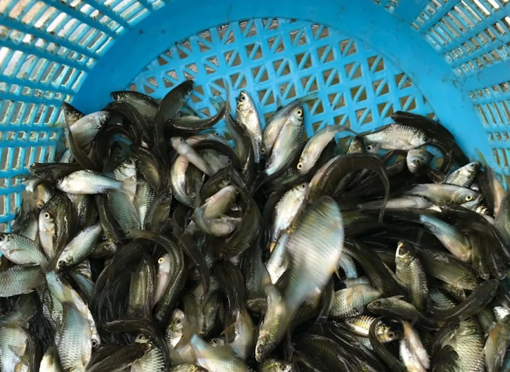 Cá mè vinh có khả năng sinh sản mạnh mẽ, mỗi năm từ 4 đến 5 lứa, mỗi lứa có thể đẻ hàng trăm ngàn trứng. Ảnh: Facebook