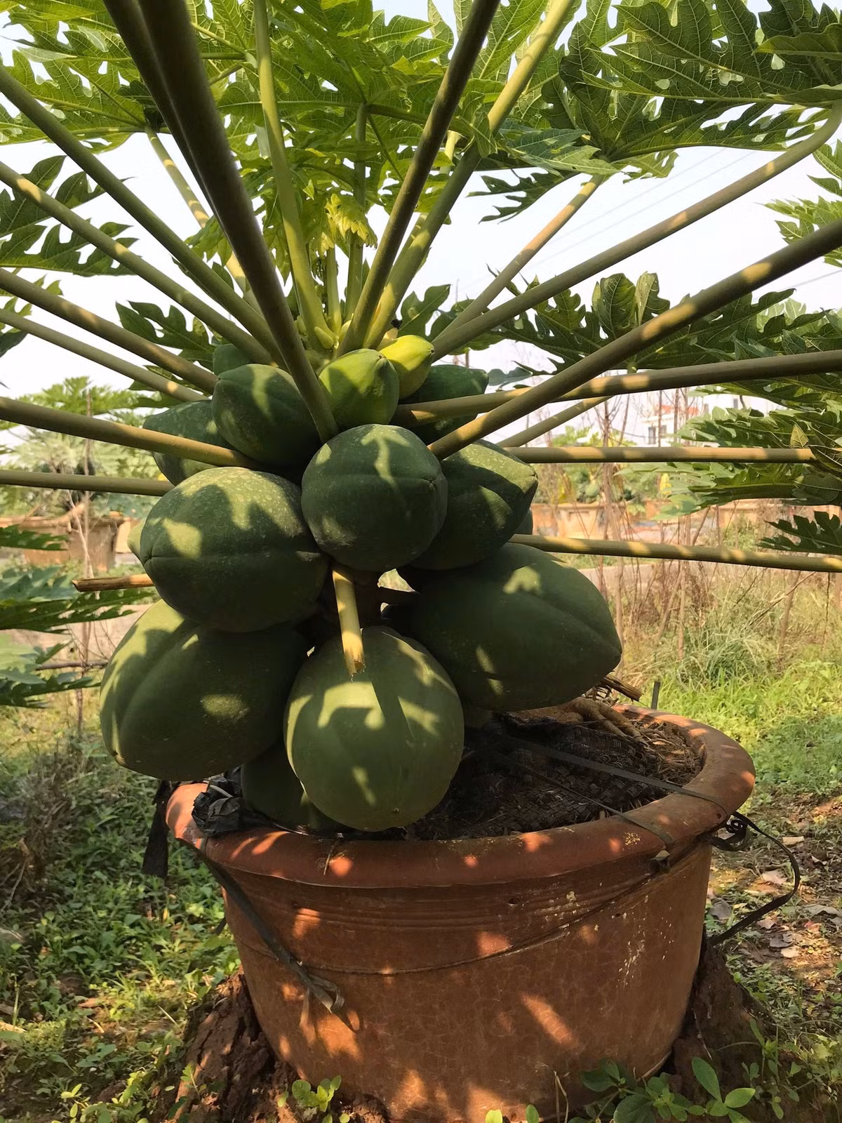 Đu đủ bonsai đắt bởi quy trình trồng khá mất công. Ảnh: Facebook