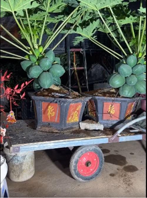 Không chỉ có hình dáng đẹp mắt, đu đủ bonsai còn mang ý nghĩa ấm no, sum vầy nên được nhiều người ưa chuộng mỗi dịp Tết. Ảnh: YouTube