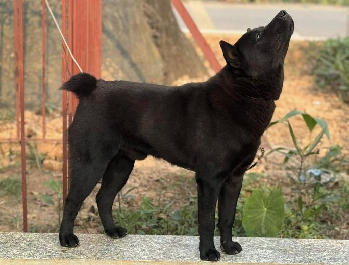 Chó cộc đuôi Hà Giang có nguồn gốc từ giống chó săn, được đồng bào thuần hóa và được chia làm 3 loại: chó cộc đỏ, chó xù đỏ và chó vện. Ảnh: Tropicpet