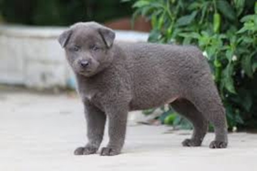 Trung bình mỗi năm, chó cộc đuôi cái sinh 2 lứa, mỗi lứa khoảng 4 con. Ảnh: Facebook