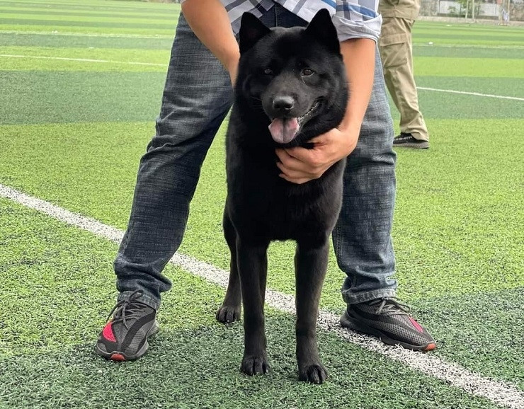 Được biết, chú chó này cao 55,5cm, nặng 26kg, mắt, đầu và tai của nó đều rất đẹp, không có điểm gì chê. Ảnh: Người đưa tin