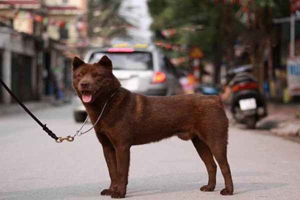  Chó cộc đuôi của đồng bào Mông ở Đồng Văn (Hà Giang) là một trong những loại chó quý hiếm tại Việt Nam. Ảnh: Internet