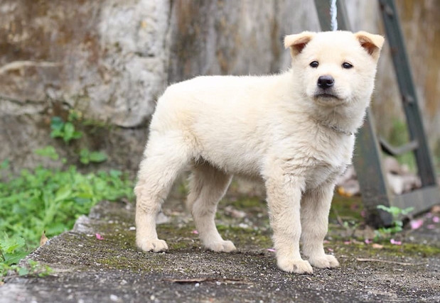 Đặc điểm của chó cộc đuôi Hà Giang là thông minh, nhanh nhẹn, trí nhớ tốt và cực kỳ trung thành với chủ. Ảnh: Chợ tốt