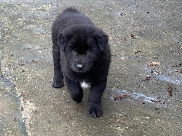 Trong khi đó, chó cộc đuôi trưởng thành dao động từ 10 – 100 triệu đồng/con, tùy vào độ thuần chủng và nguồn gốc của chó bố, mẹ. Ảnh: Du lịch Lào Cai