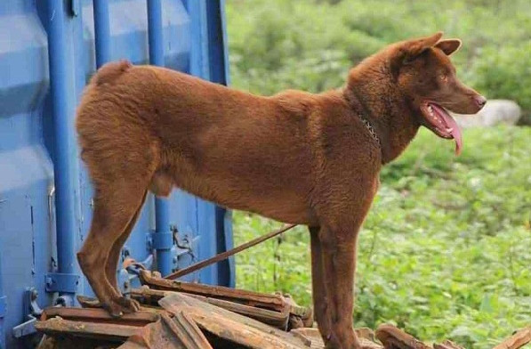 Với người dân ở Đồng Văn, chó cộc đuôi được ví như "thần giữ của" của mỗi gia đình, giúp trông nhà. Ảnh: Chợ tốt