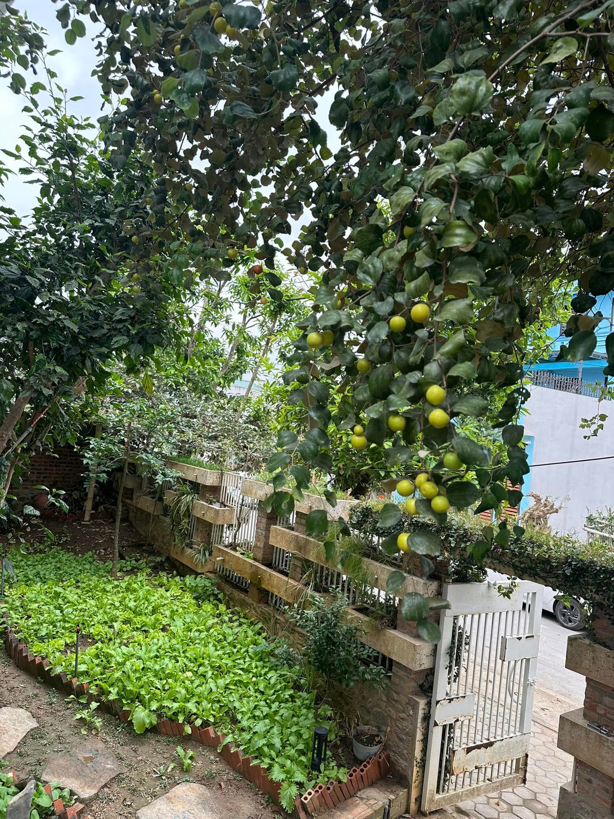 Ca sĩ Trọng Tấn cho biết, đây là nơi đi chốn về, là quê hương, nơi sinh hoạt của đại gia đình, ông bà, cha mẹ, con cái trong những ngày lễ Tết, giỗ chạp. Ảnh: FB ca sĩ Trọng Tấn