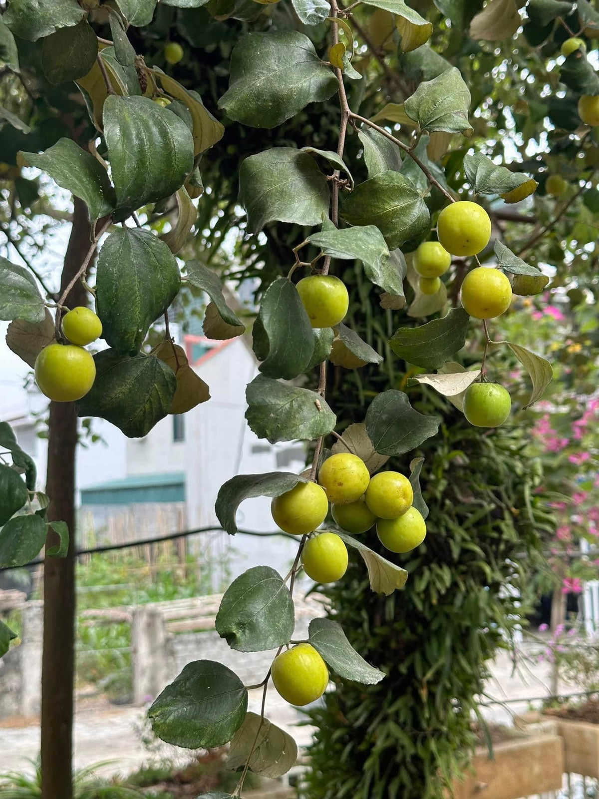 Ngôi nhà được bao quanh bởi khu vườn rộng lớn. Ảnh: FB ca sĩ Trọng Tấn