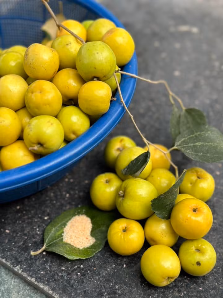 Những trái táo to, tròn, căng mọng trông thích mắt. Ảnh: FB ca sĩ Trọng Tấn