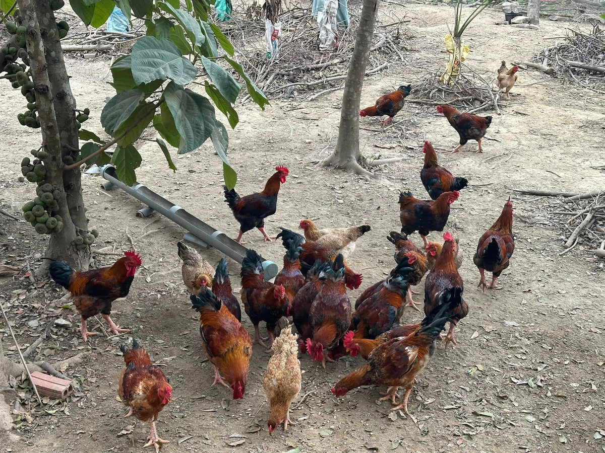 Đàn gà thả vườn. Ảnh: FB ca sĩ Trọng Tấn