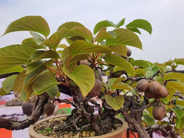 Anh Quý cho biết sở hữu tác phẩm bonsai kiwi này từ 3 năm trước. Anh mua cây tại một triển lãm ở Nhật Bản với giá 60 triệu đồng. Ảnh: Người đưa tin