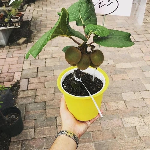 Kiwi có nhiều loại, vỏ quả khác nhau về kích thước, độ xù lông và màu sắc. Ảnh: IndiaMART