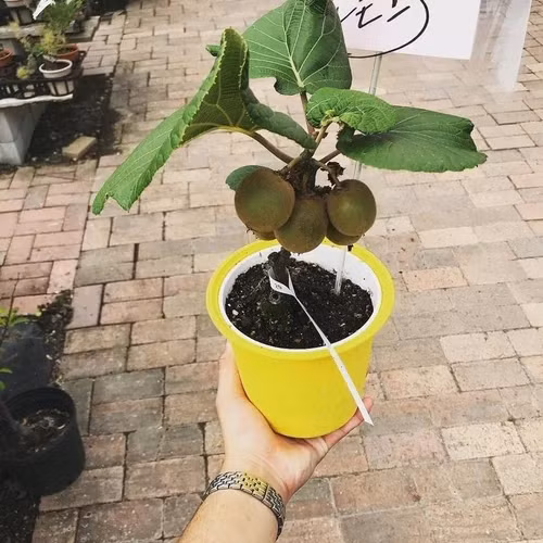 Kiwi có nhiều loại, vỏ quả khác nhau về kích thước, độ xù lông và màu sắc. Ảnh: IndiaMART