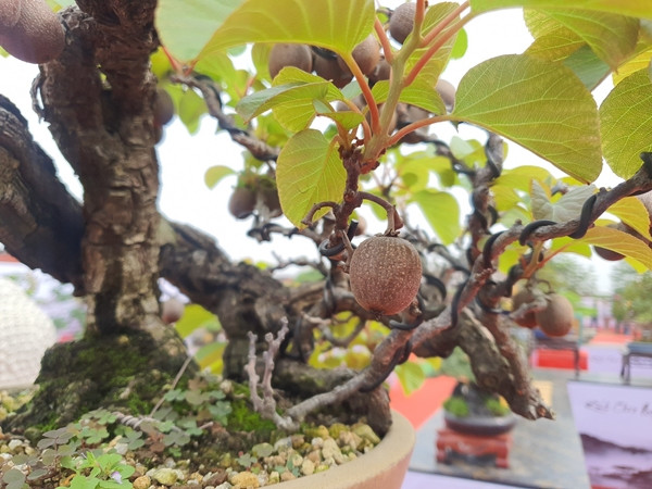 Năm nào cây cũng ra quả, sai nhất là 60 trái. Ảnh: Người đưa tin