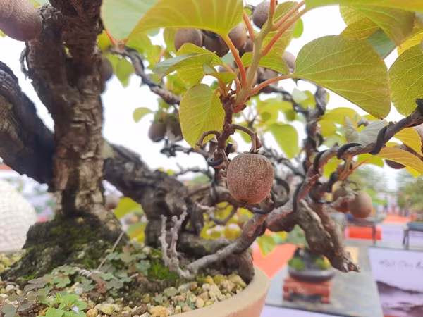 Năm nào cây cũng ra quả, sai nhất là 60 trái. Ảnh: Người đưa tin