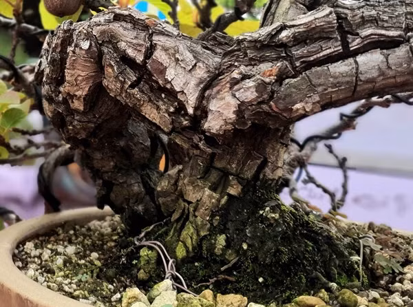 Kiwi bonsai có tuổi đời khoảng 40 - 50 năm, vỏ cây xù xì, thô ráp, nứt ra như những chiếc vảy rồng. Ảnh: Người đưa tin