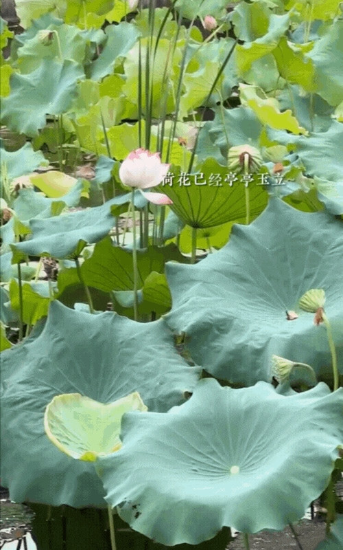 Bên cạnh hồ cá Koi, Đào Hỷ Nhi còn thiết kế ao sen. Mùa sen đến, cô hái sen để ướp trà.. Ảnh chụp màn hình