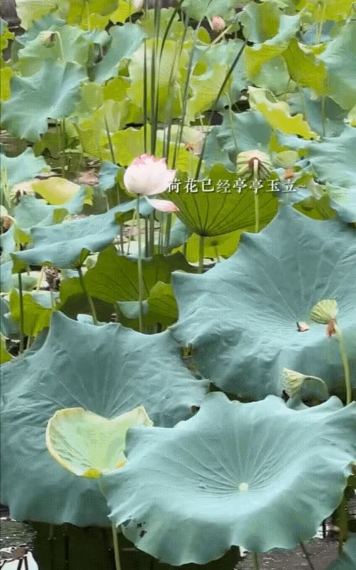 Bên cạnh hồ cá Koi, Đào Hỷ Nhi còn thiết kế ao sen. Mùa sen đến, cô hái sen để ướp trà.. Ảnh chụp màn hình