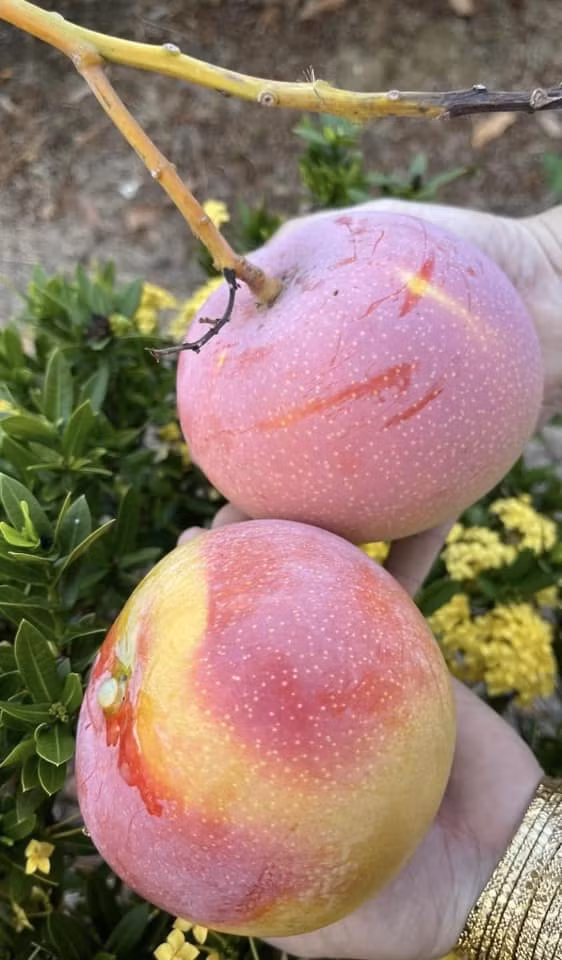 Xoài Úc có kích thước khá lớn, quả to lên tới hơn 1,5kg. Ảnh: Facebook