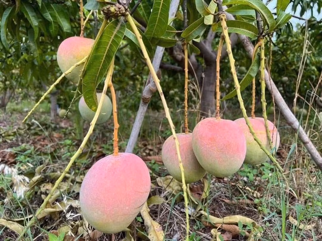 Trên thị trường, giá xoài Úc không quá đắt, đao dộng từ 20.000 - 35.000 đồng/kg, tùy thời điểm. Ảnh: Facebook