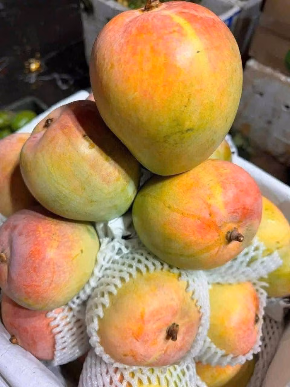 Đi dọc các cung đường tại Cam Lâm không khó để bắt gặp những cây xoài, những vườn xoài sai trĩu quả, có cây mới trồng, có cây tuổi đời cả trăm năm. Ảnh: Facebook