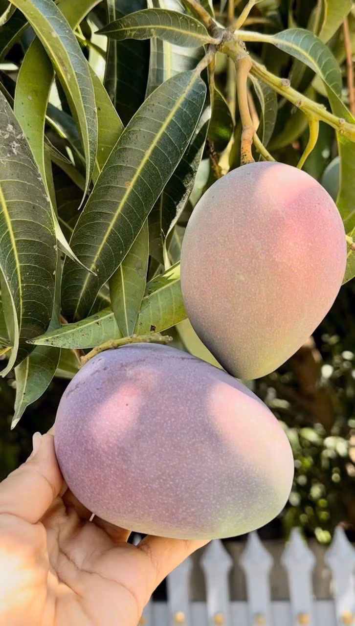 Khi bắt đầu chín, xoài Úc chuyển màu hồng đỏ bắt mắt, trời càng nắng gắt, những vệt đỏ trên vỏ càng rõ, càng đẹp và càng bán được giá. Ảnh: Facebook