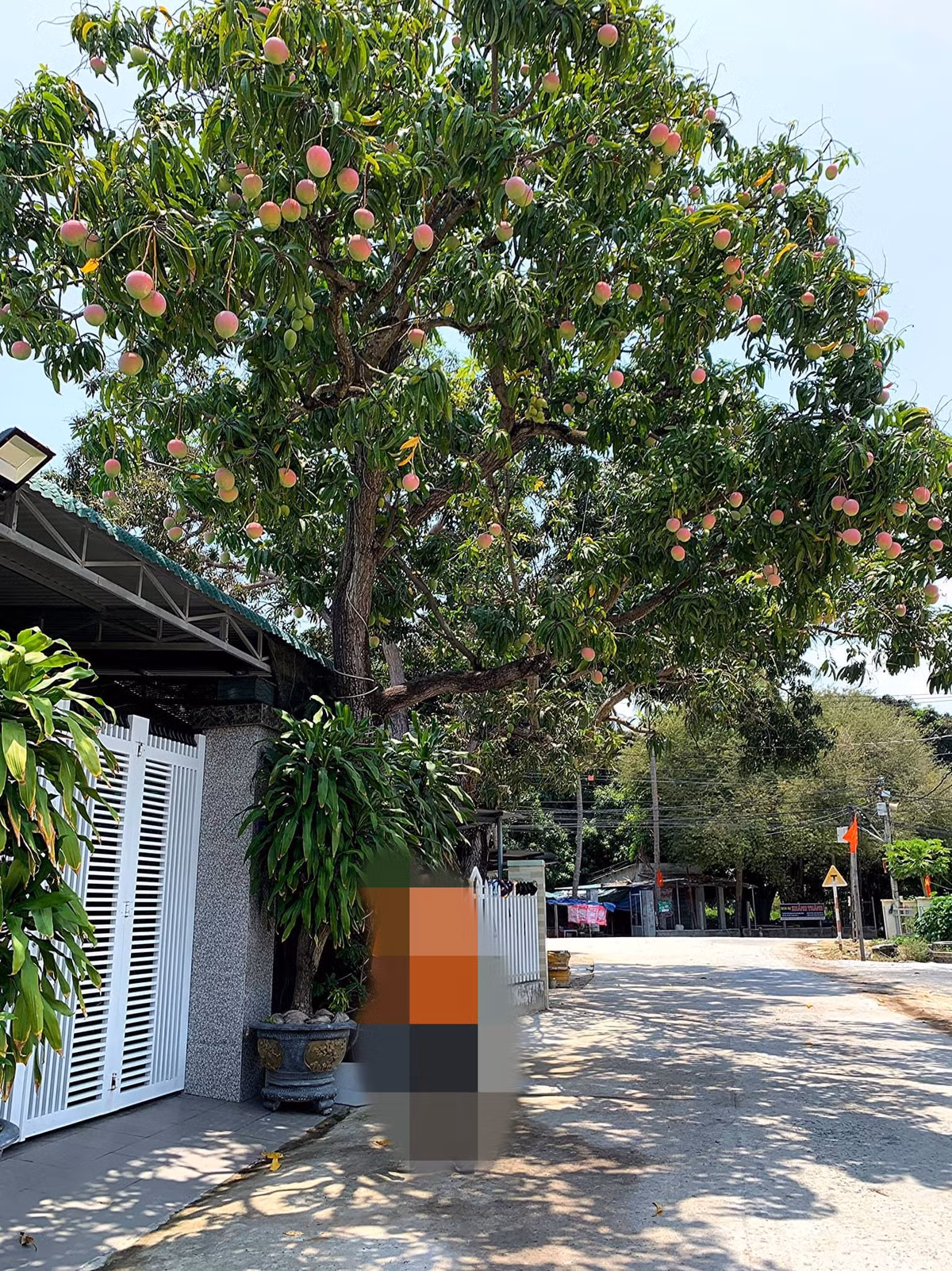 Thậm chí, nhiều người còn hoài nghi liệu đây có thật là cây xoài hay là cây đào tiên như trong phim ảnh, hay người đăng đã cố tình chỉnh màu để trông ảo diệu hơn? Ảnh: Đặng Thế Truyền/Việt Nam ơi